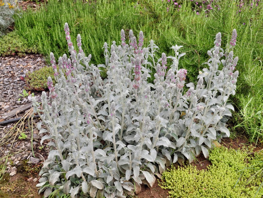 Чистец Византийский (Stachys byzantina)