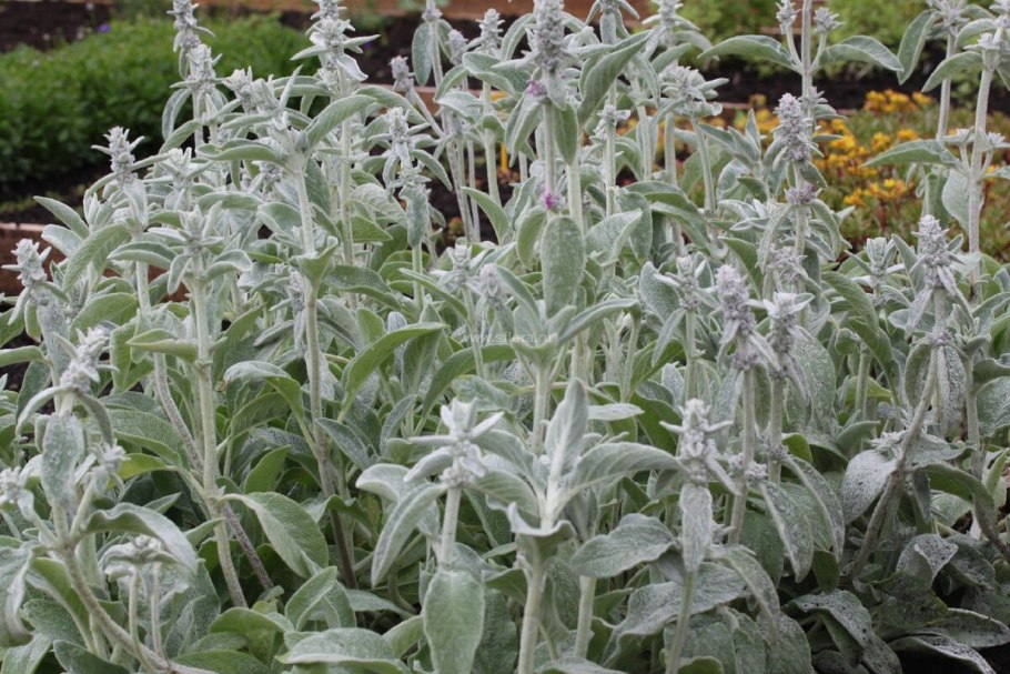 Стахис шерстистый Stachys byzantina