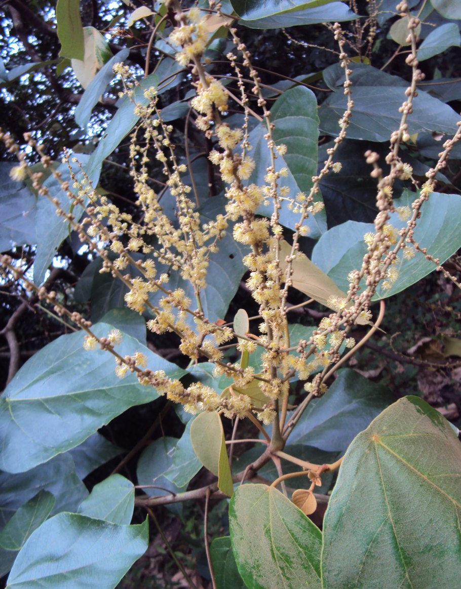 Маллотус японский