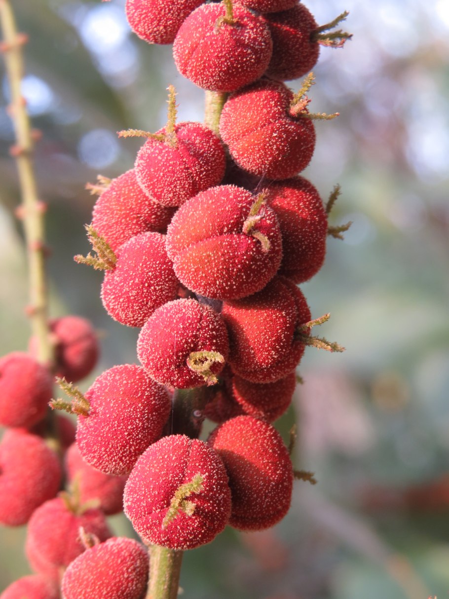 Маллотус филиппинский