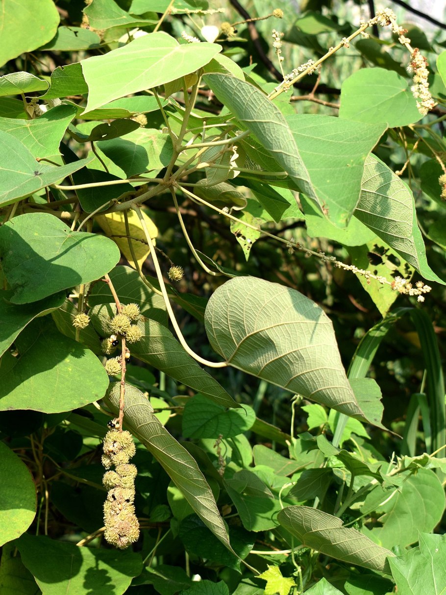 Mallotus paniculatus