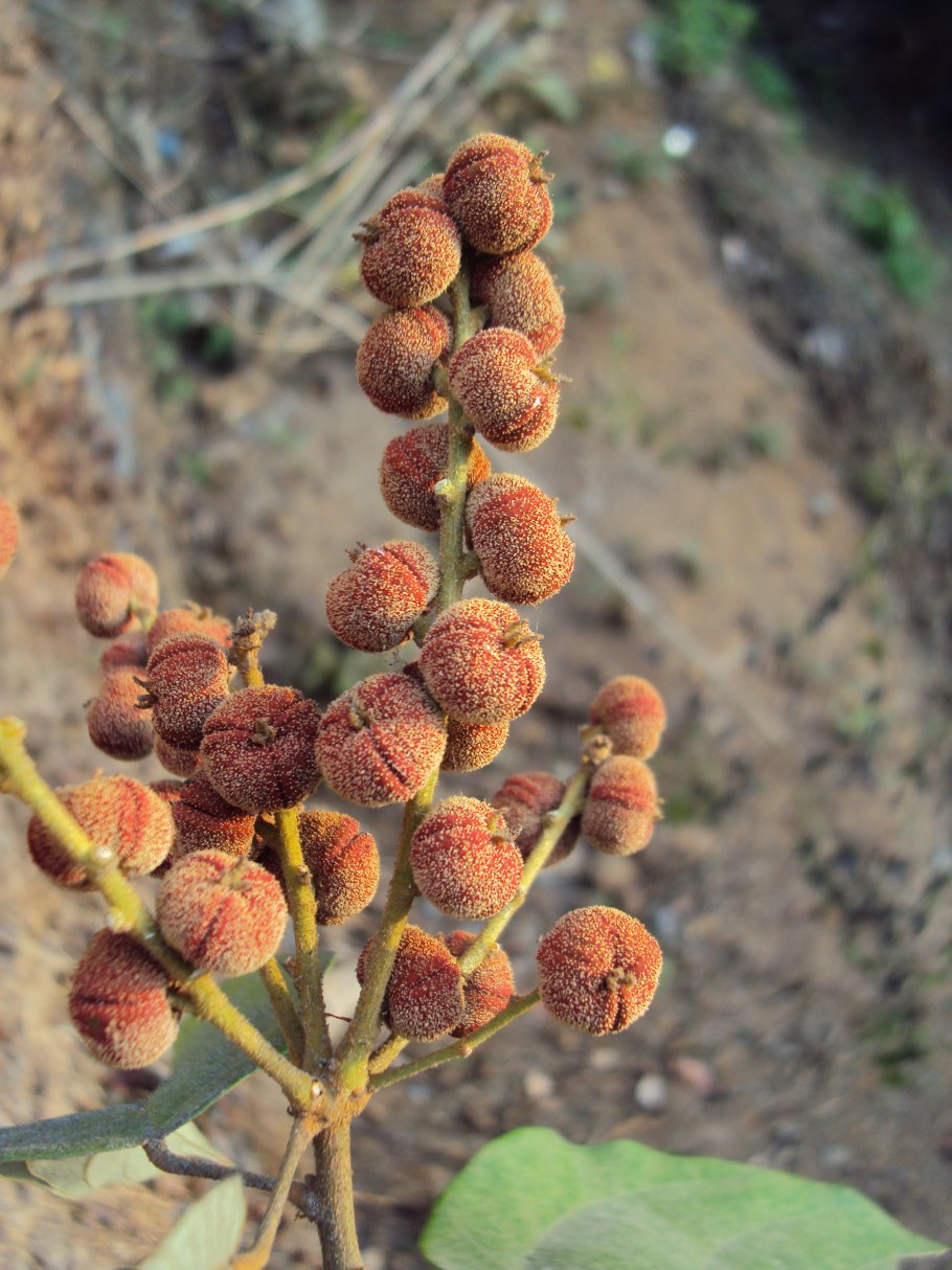 Маллотус филиппинский