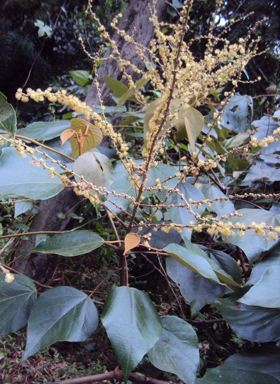 Малотус хуени растение