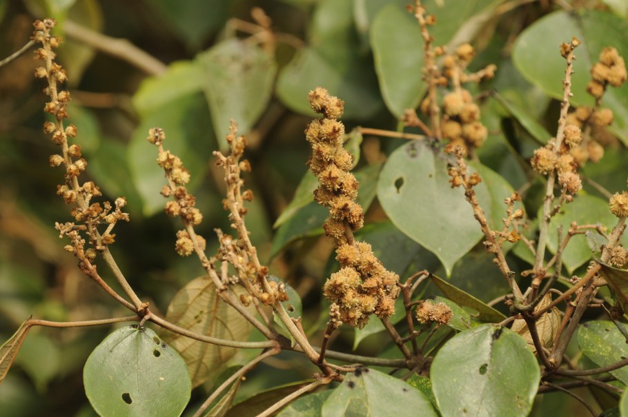 Малотус филиппинский