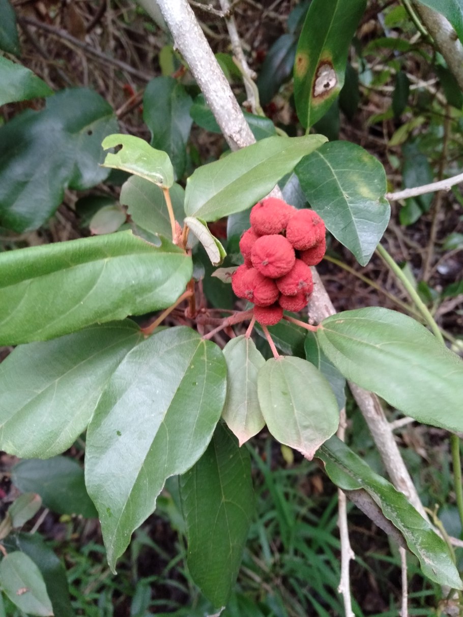 Gmelina philippensis