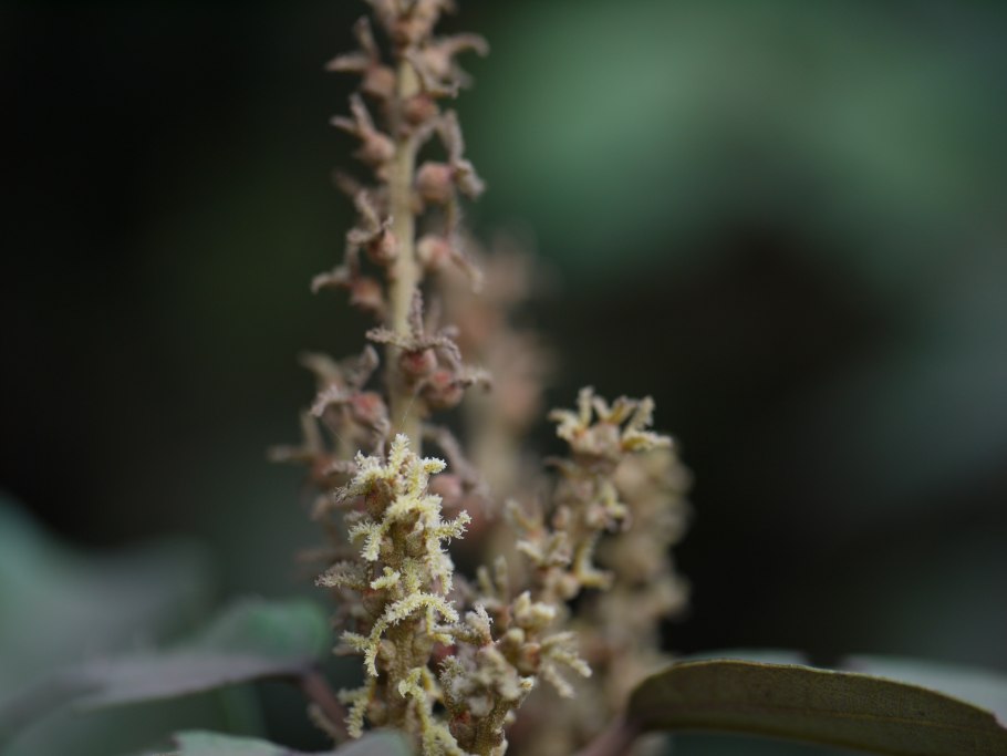 Маллотус японский