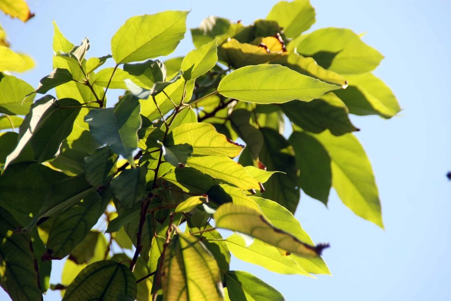 Маллотус японский