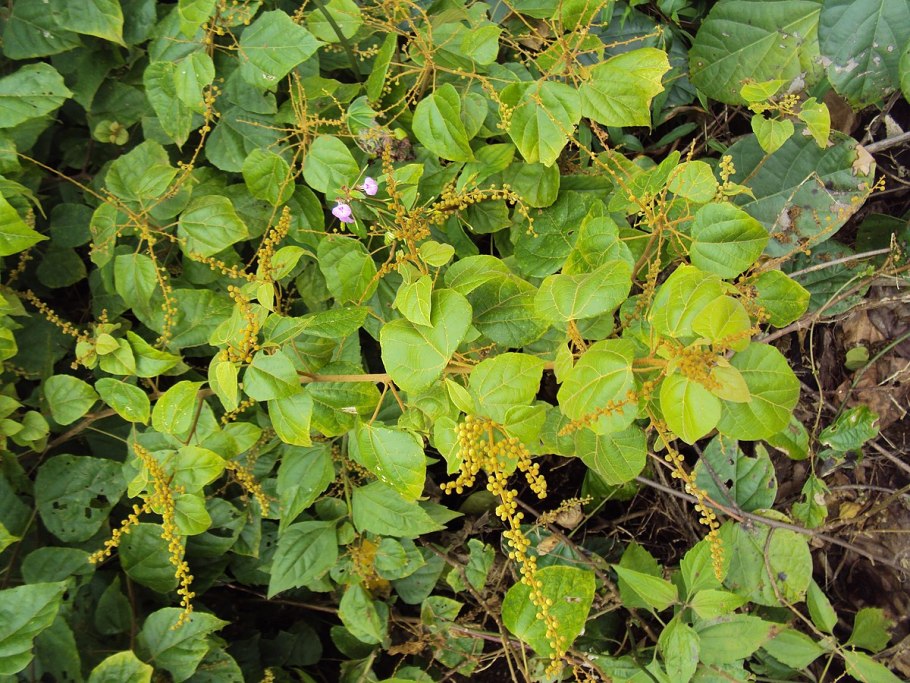 Маллотуса филиппинского (Mallotus phillippinensis)