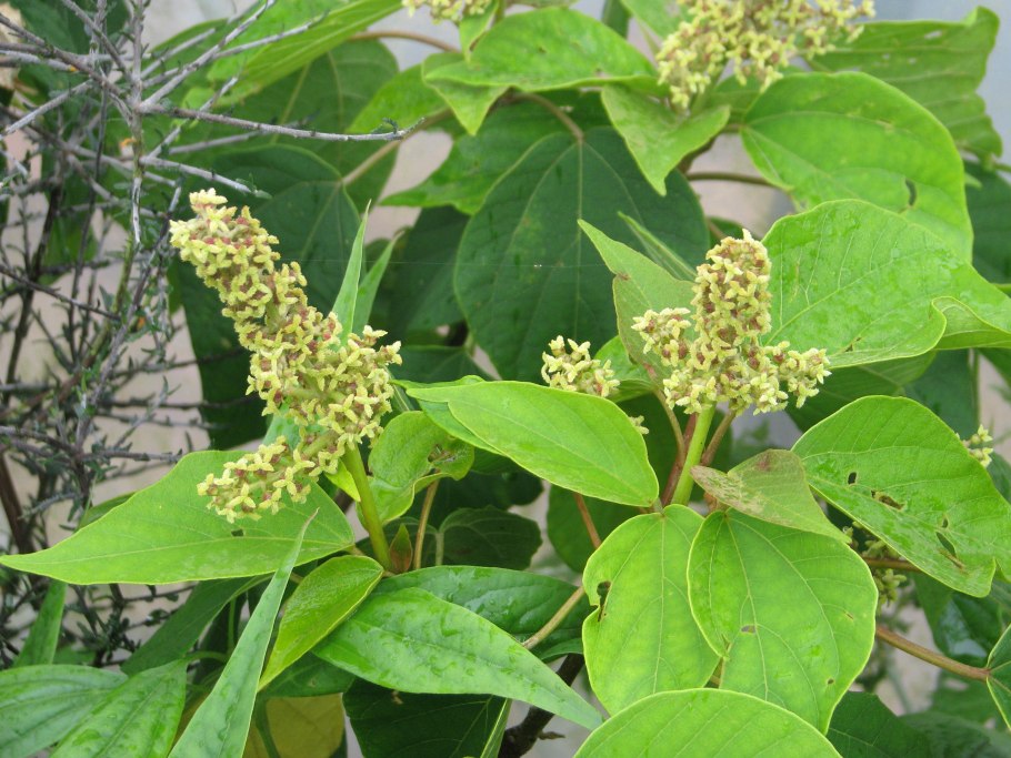 Маллотуса филиппинского (Mallotus phillippinensis)