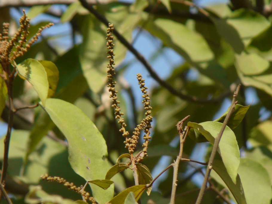 Lindenbergia philippensis