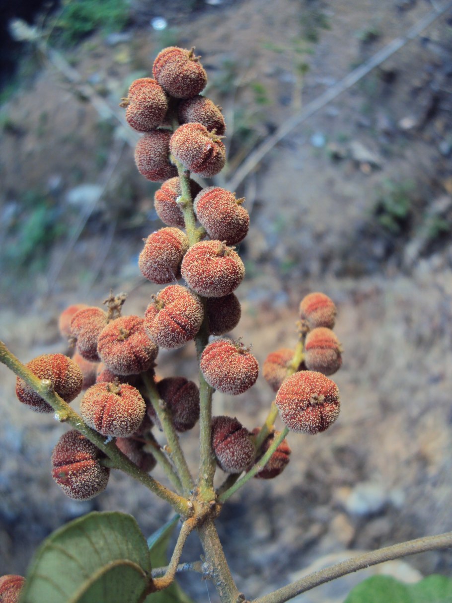 Mallotus philippensis