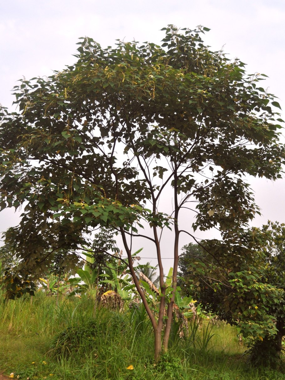 Маллотус филиппинский