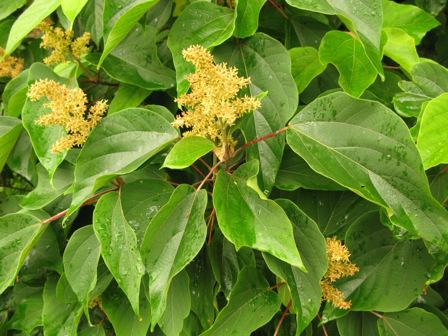 Маллотус японский