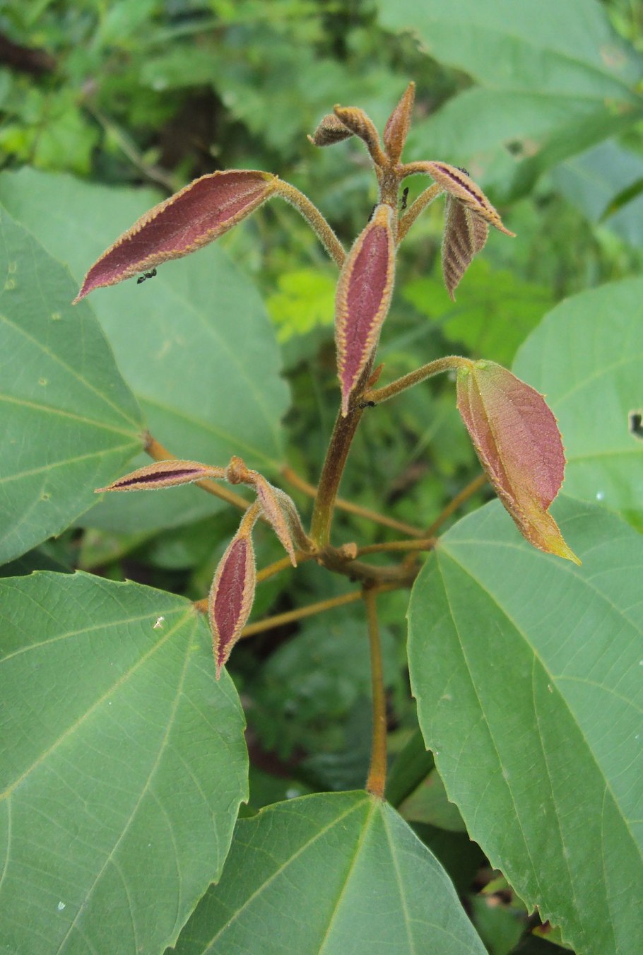 Mallotus philippensis