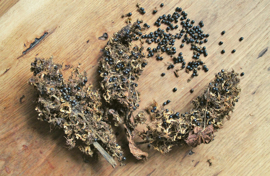 Lobanilia claoxyloides растение