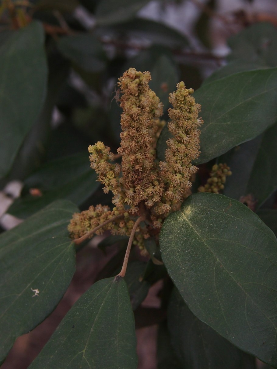 Lindenbergia philippensis