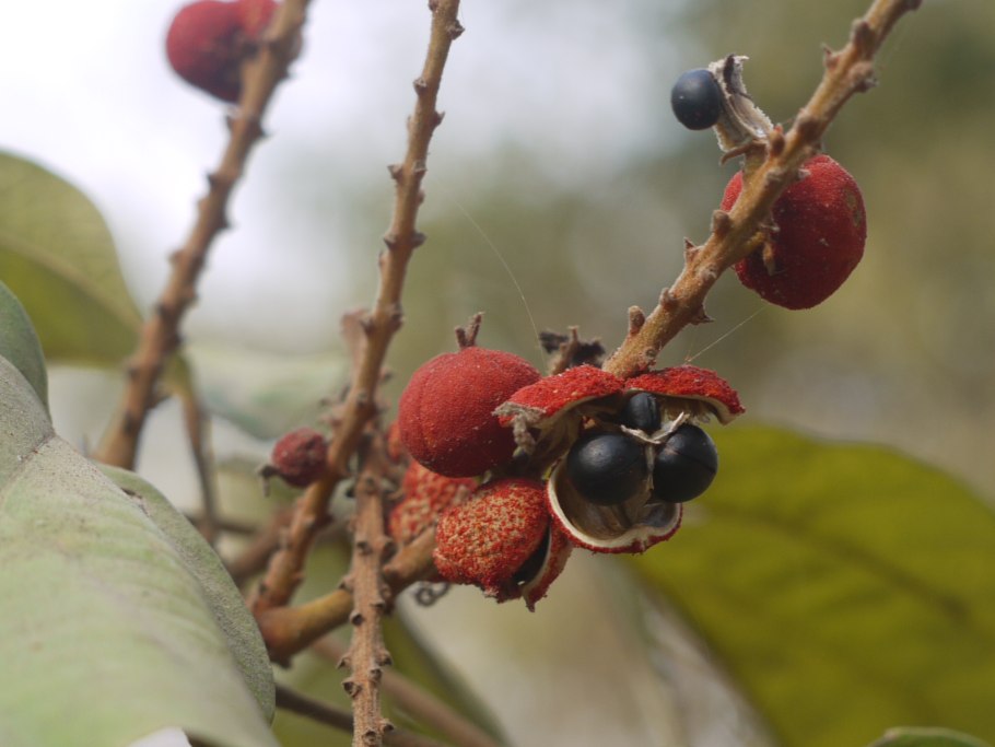 Маллотуса филиппинского (Mallotus phillippinensis)