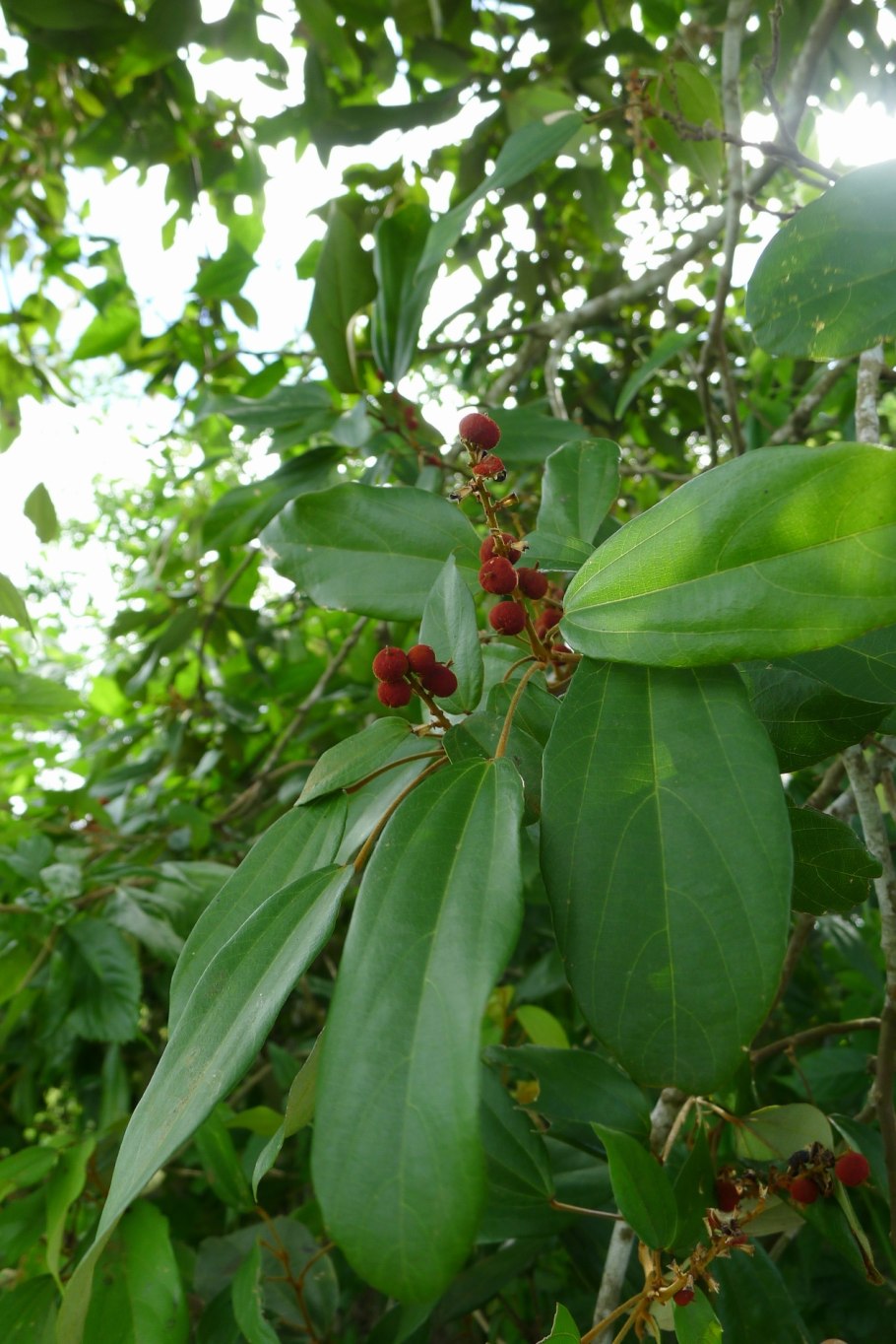 Маллотуса филиппинского (Mallotus phillippinensis)
