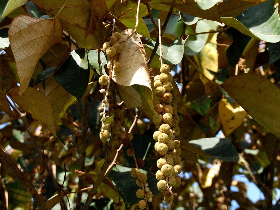 Маллотус филиппинский