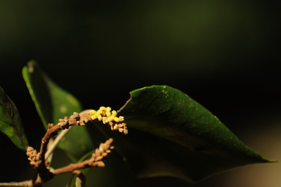 Mallotus oppositifolius