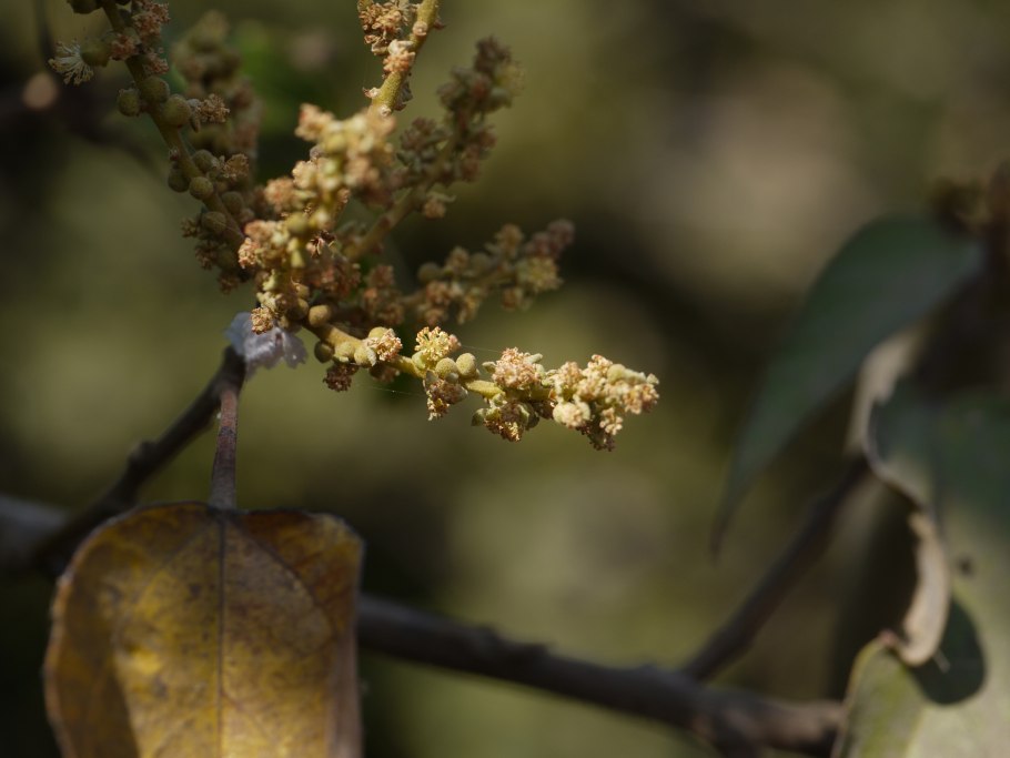 Маллотус БЕСЩИТКОВЫЙ