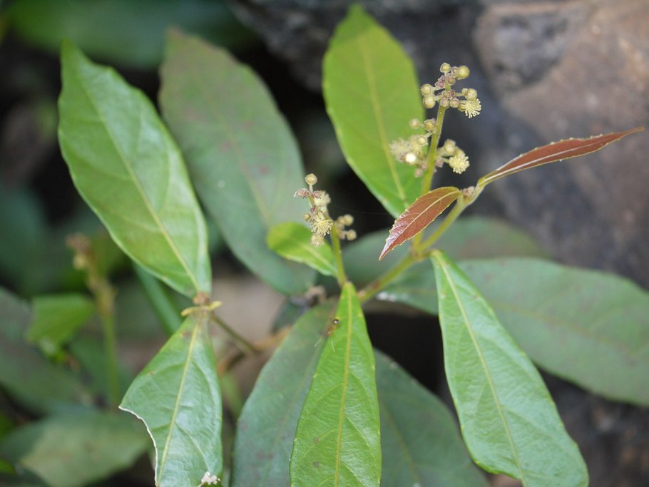 Маллотус японский