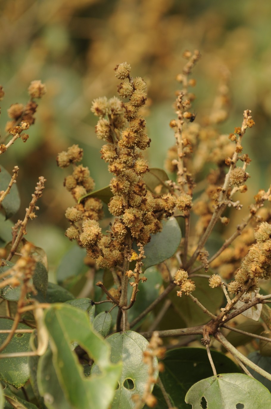 Mallotus tetracoccus