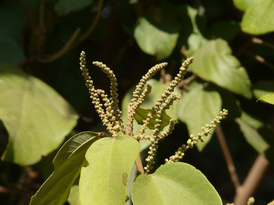 Маллотус филиппинский