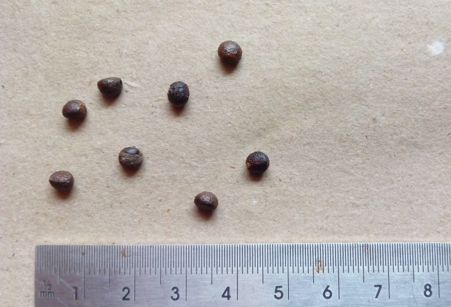 Маллотус филиппинский