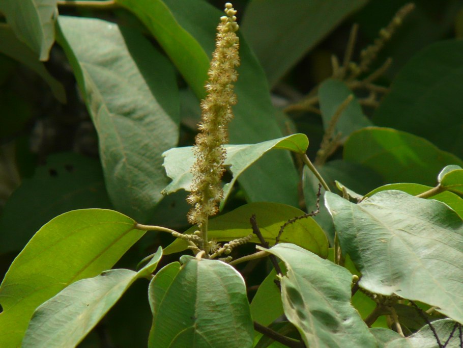 Mallotus philippinensis