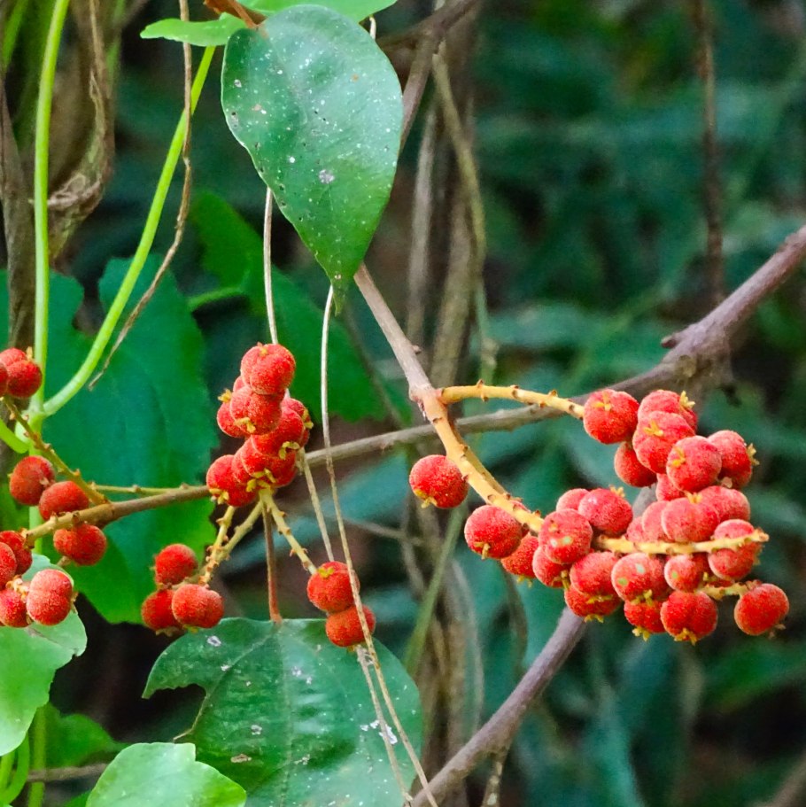 Gmelina philippensis