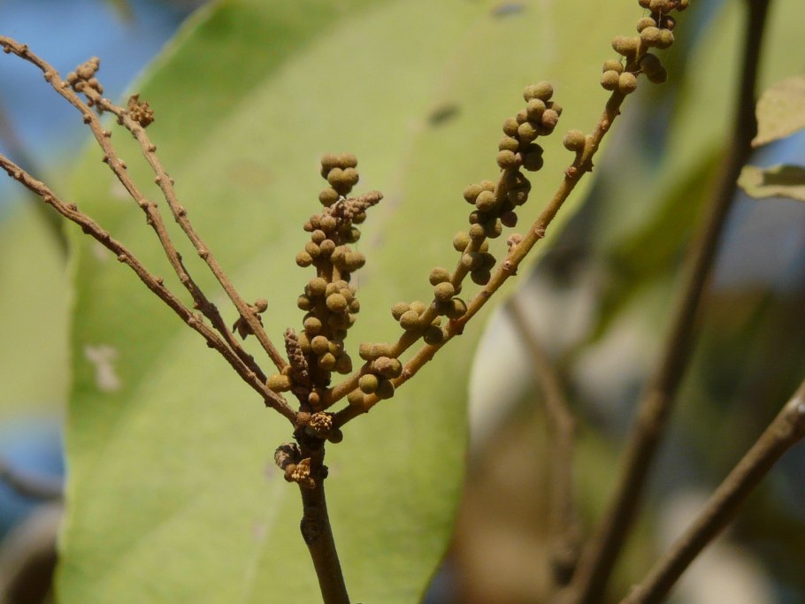 Маллотус филиппинский