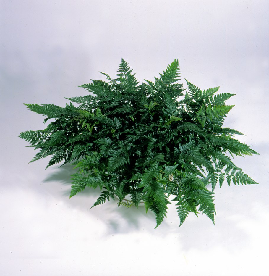 Папоротник Davallia canariensis