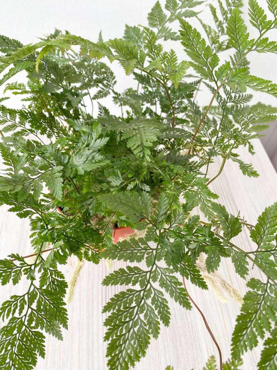 Папоротник Даваллия Мариеса