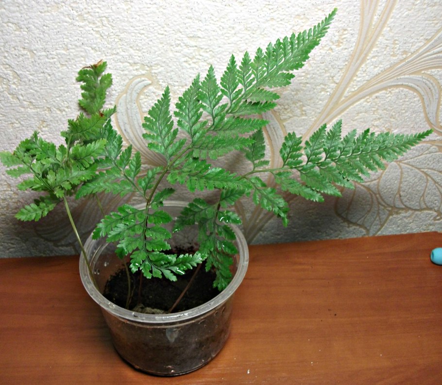 Папоротник Даваллия