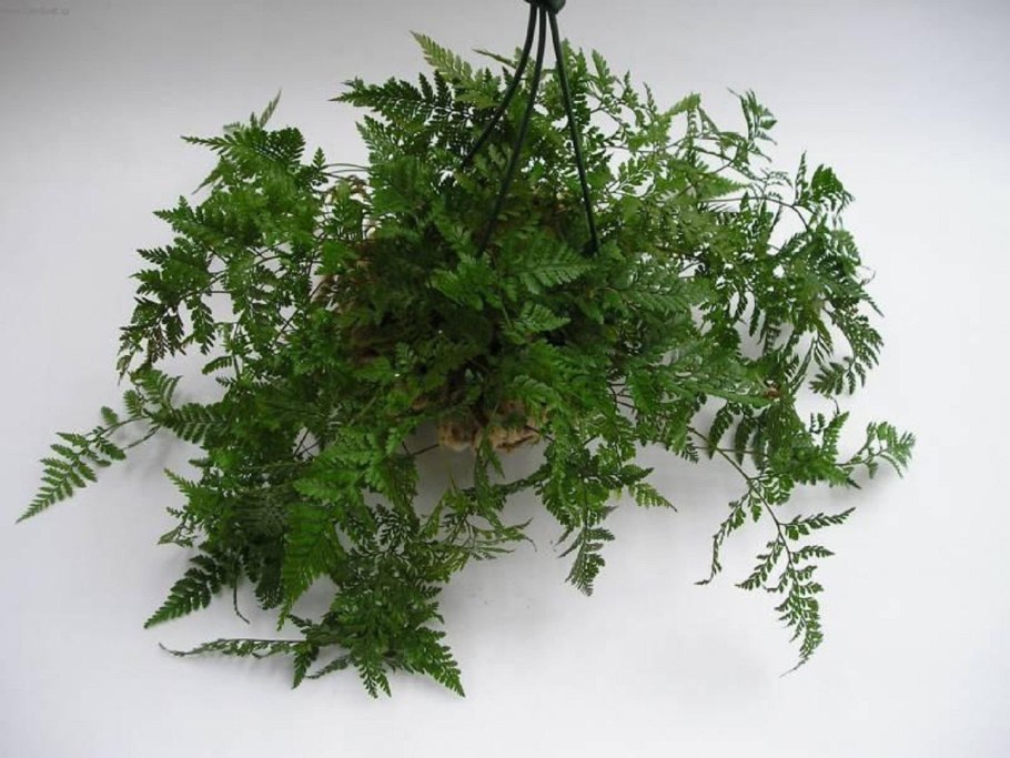 Даваллия Канарская (Davallia canariensis)