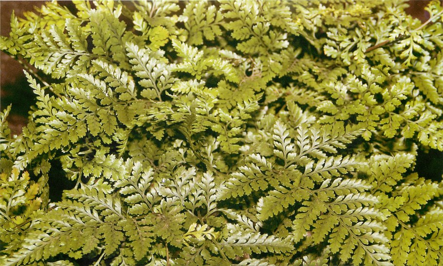 Даваллия рассеченная