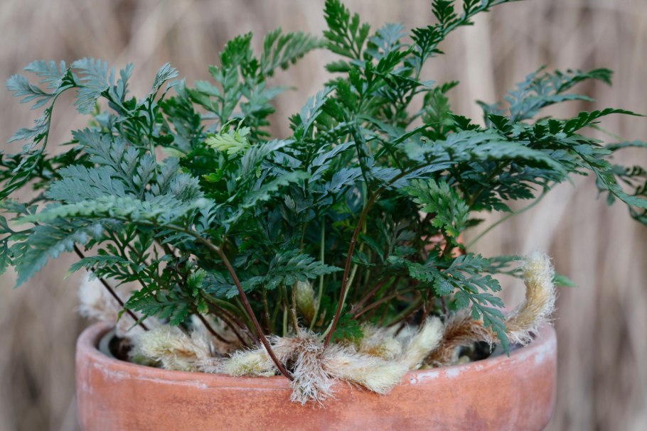 Папоротник Davallia canariensis