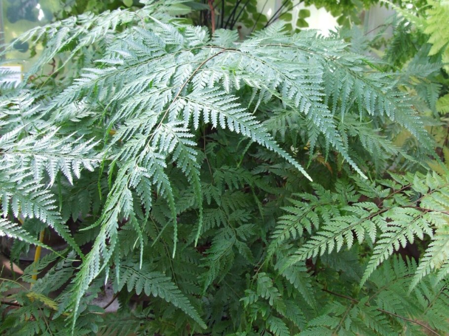 Папоротник Даваллия