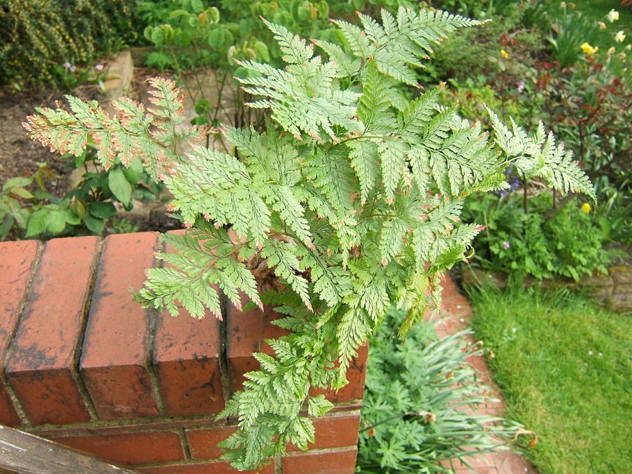 Папоротник Davallia canariensis