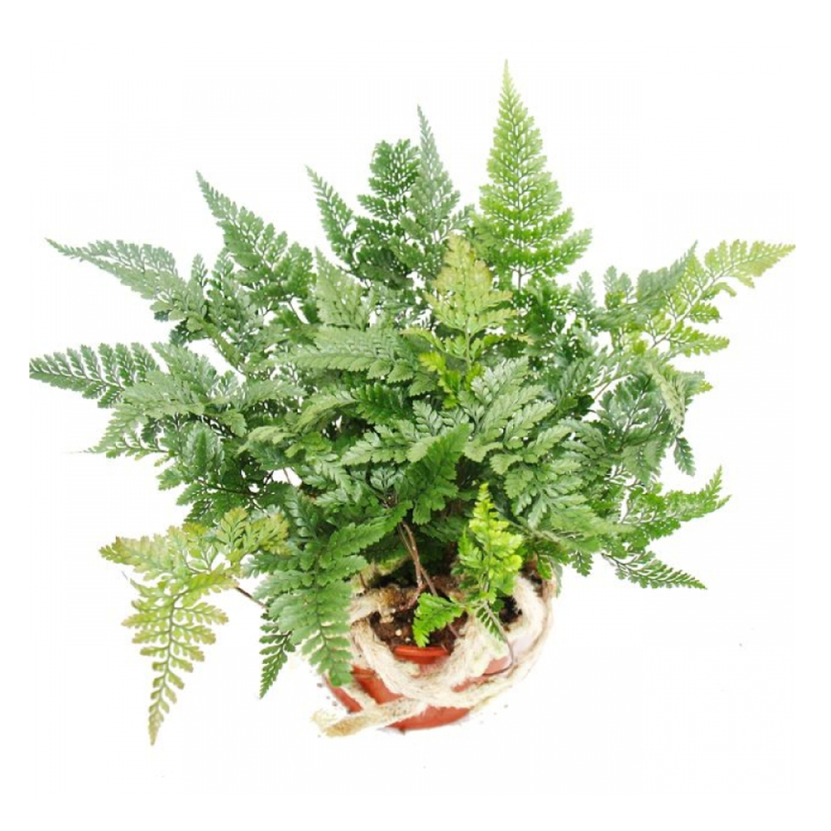 Давалия папоротник