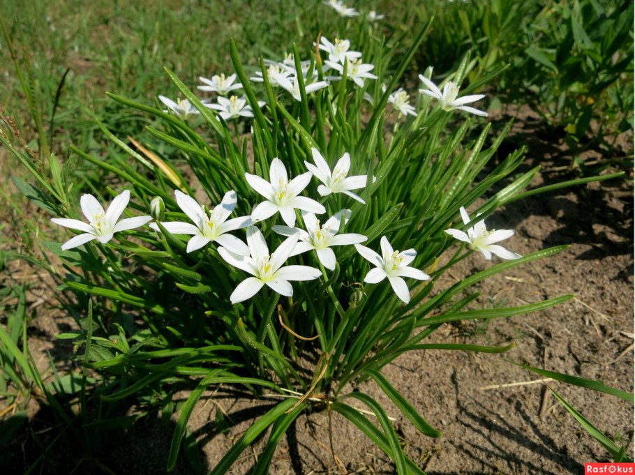 Ornithogalum balansae