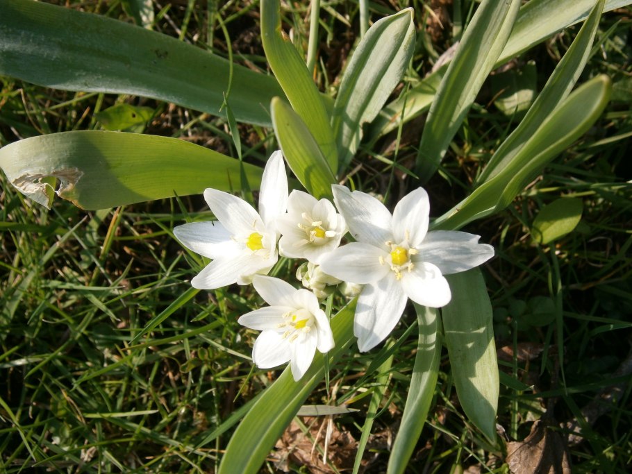 Ornithogalum balansae