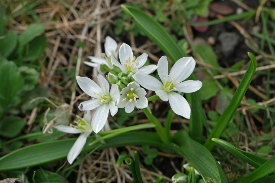 Ornithogalum balansae