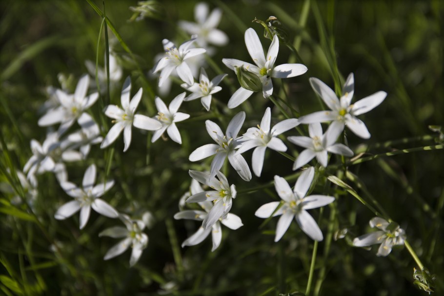 Птицемлечник Гуссона