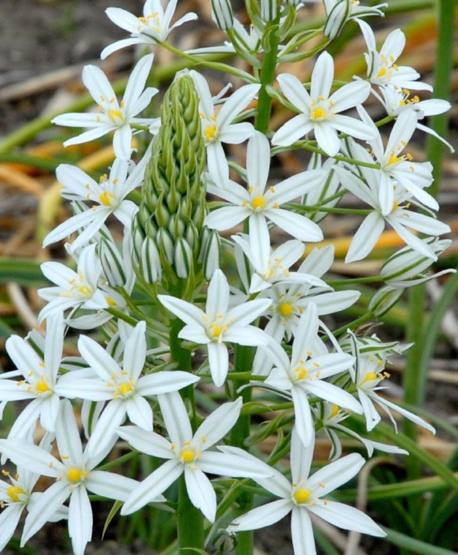 Ornithogalum umbellatum Вифлеемская звезда