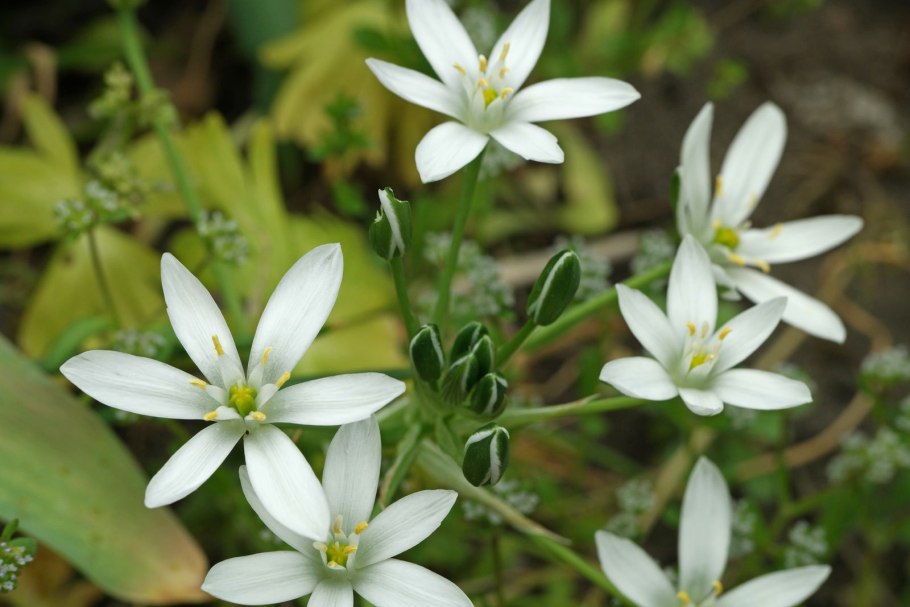 Птицемлечник Буше