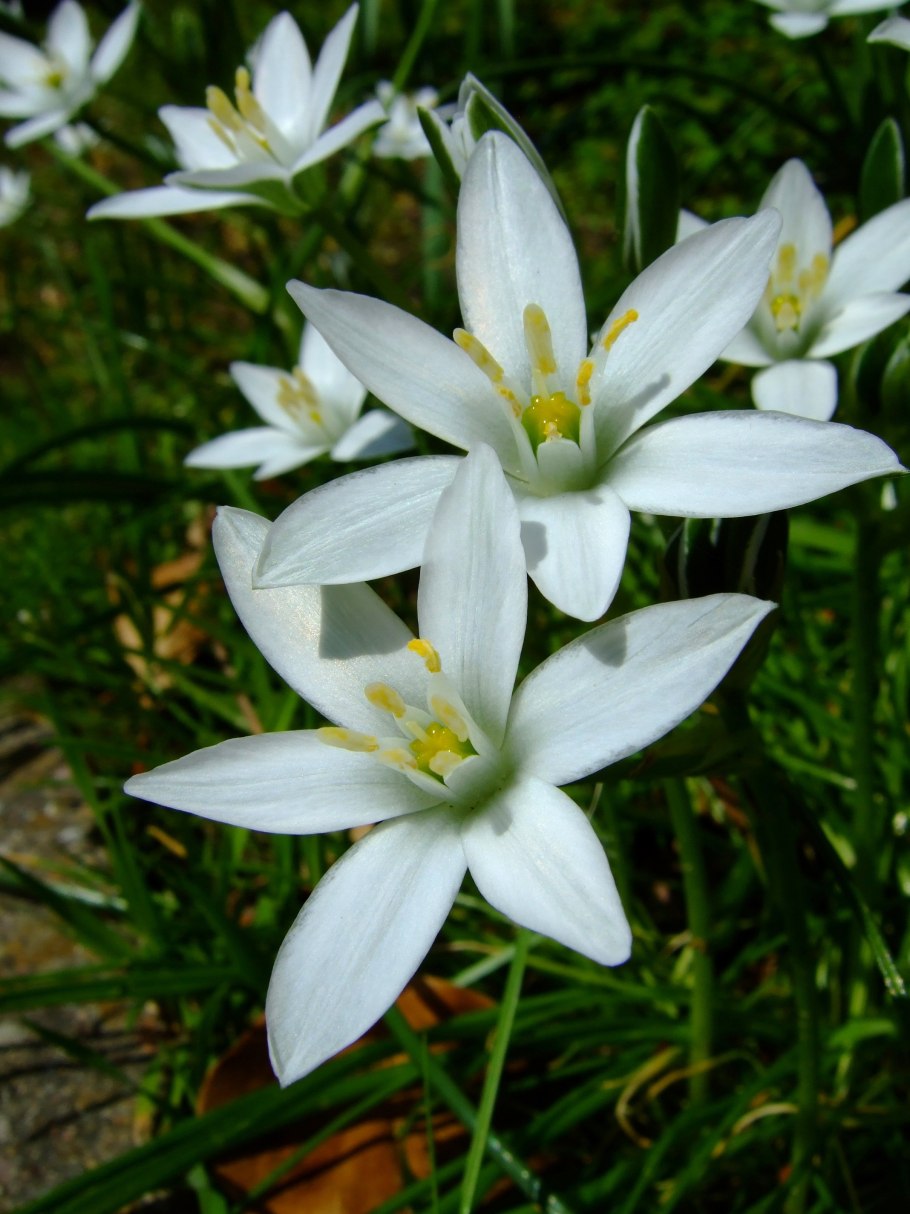 Птицемлечник горный