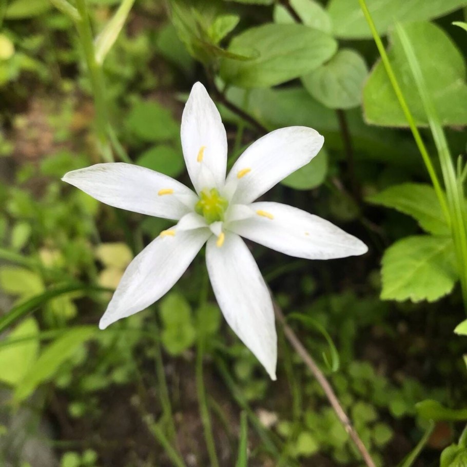 Ornithogalum umbellatum