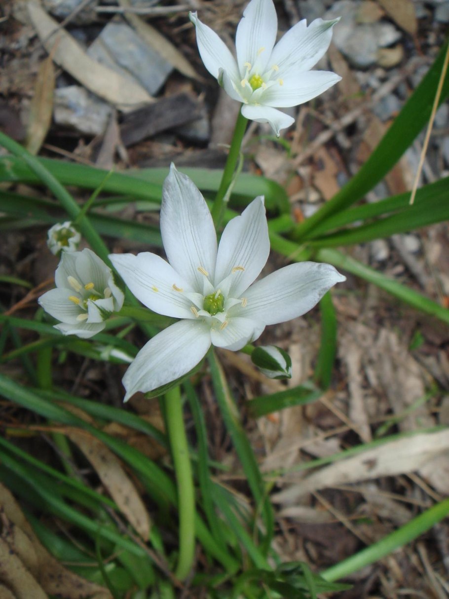 Птицемлечник Альба